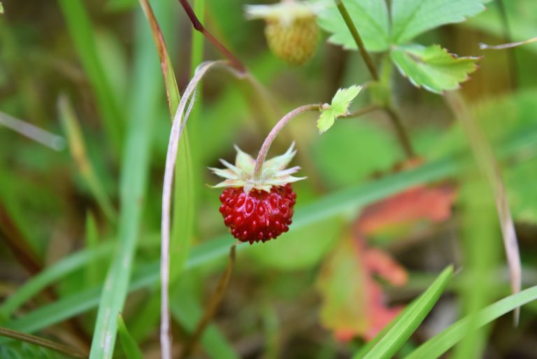 Waldhimbeeren in Weingelee | Blackforestkitchenblog