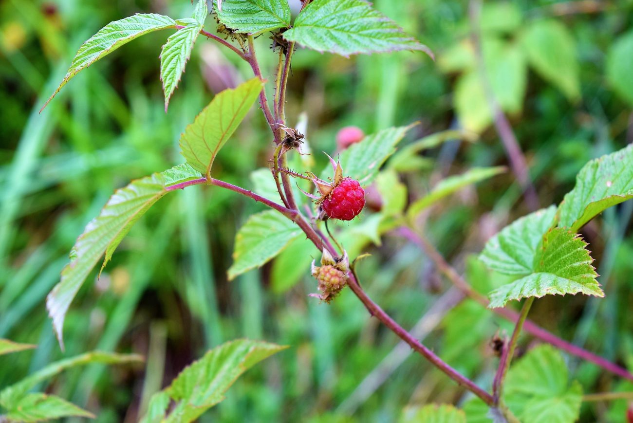 Waldhimbeeren in Weingelee | Blackforestkitchenblog