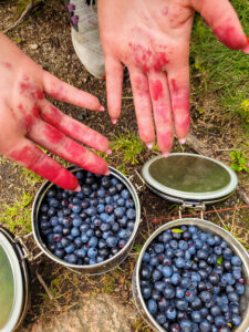 Heidelbeerkuchen mit Quark